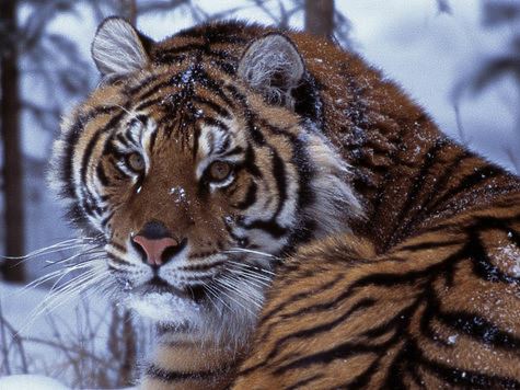 Браконьеры в Приморье убили амурского тигра