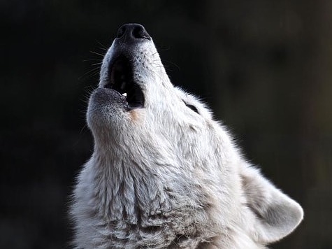 25 тысяч рублей дадут за добытую самку волка
