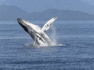 19 февраля - Всемирный день защиты морских млекопитающих (День кита) 