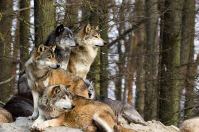 Власти опровергли информацию о нашествии волков на Урал