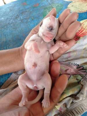 В Таиланде родился щенок-циклоп. Видео