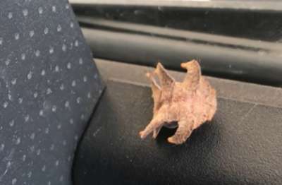 Водитель встретил загадочное мохноногое существо в своей машине. Видео