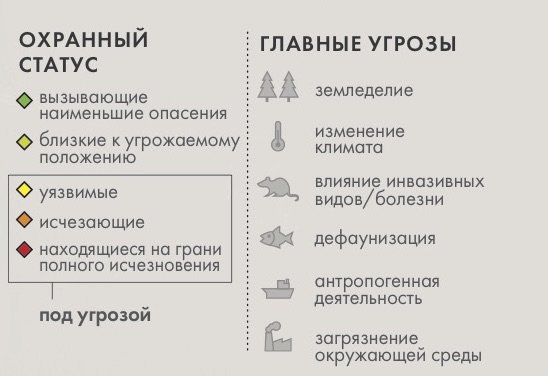 Выжившие: 5 видов животных, которые нам удалось сохранить