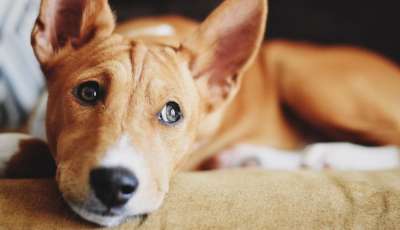5 пород собак, у которых отсутствует линька и неприятный запах. Фото