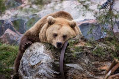 Петербургские зоологи опасаются раннего пробуждения медведей из-за аномально теплой зимы