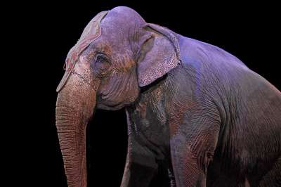 Почему у нас не запрещают цирки с участием животных?