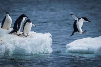 Популяция пингвинов в Антарктике сократилась вдвое за последние 50 лет