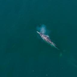 О китах и тюленях расскажут в морских заповедниках