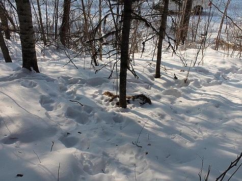 Возле лесной дороги нашли мёртвого тигрёнка
