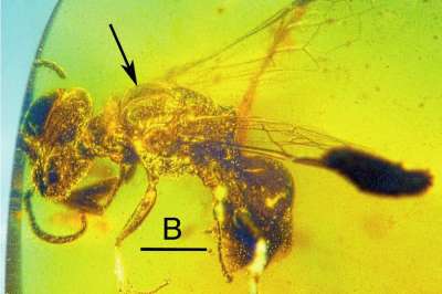 В янтаре нашли древнюю пчелу, сохранившую черты хищных предков 