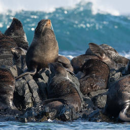 О китах и тюленях расскажут в морских заповедниках