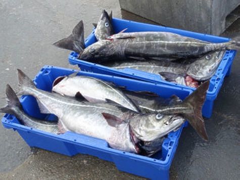 Затоваренный внутренний рыбный рынок ждет открытия границы с Китаем
