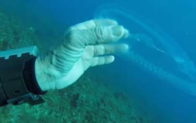 Необычный морской обитатель, похожий на медузу. Видео
