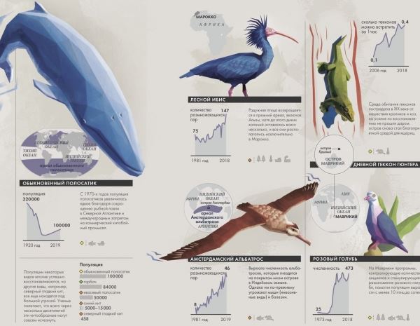 Выжившие: 5 видов животных, которые нам удалось сохранить