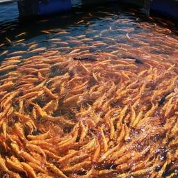 Рыбной отрасли Приангарья готовят план развития